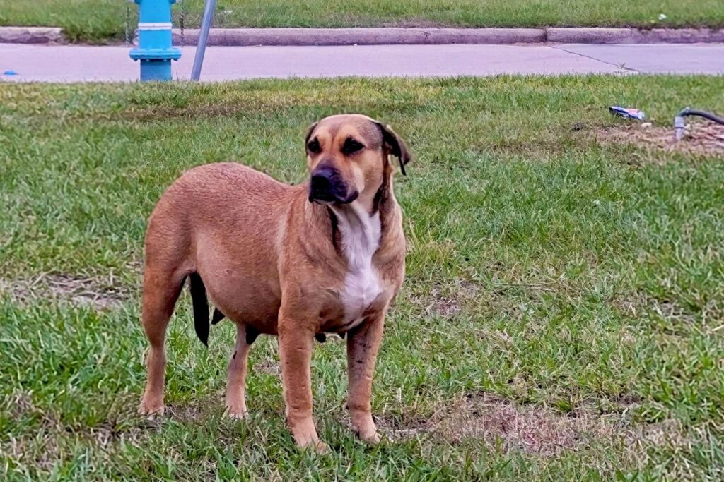 A pregnant street dog with brown and white fur