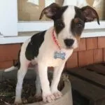 a cute little puppy named jord