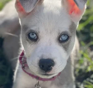 Cute puppy laying on the grass