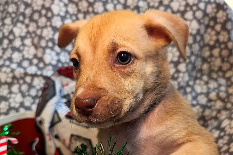 Cute young little puppy