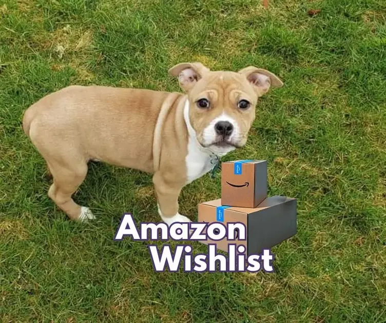 Dog with amazon boxes