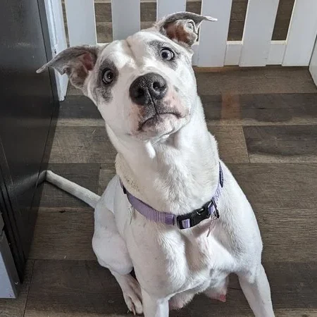 cute pretty rescue dog