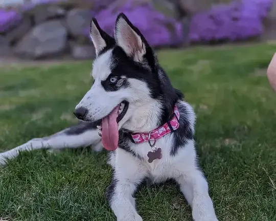 black and white husky