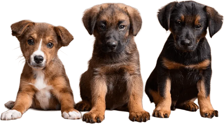 three cute dogs