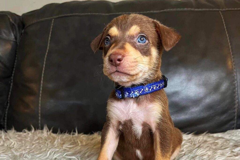 A+cute+little+small+puppy+named+Cousin+Eddie+with+white+light+dark+brown+colored+fur+blue+round+eyes+wearing+a+blue+dog+collar+sitting+on+white+furry+blanket+for+dogs+on+sofa+looking+at+the+camera