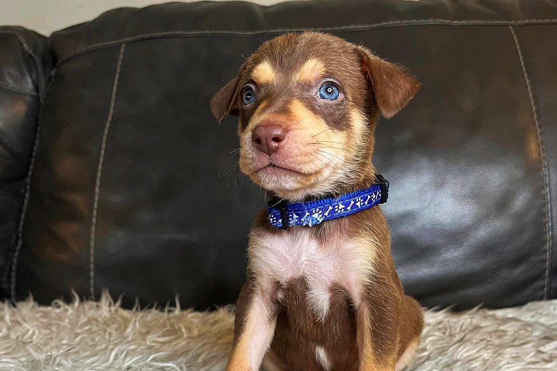 A+cute+little+small+puppy+named+Cousin+Eddie+with+white+light+dark+brown+colored+fur+blue+round+eyes+wearing+a+blue+dog+collar+sitting+on+white+furry+blanket+for+dogs+on+sofa+looking+at+the+camera