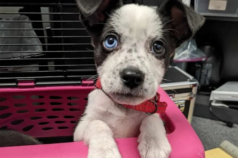A+cute+little+young+puppy+with+blue eyes