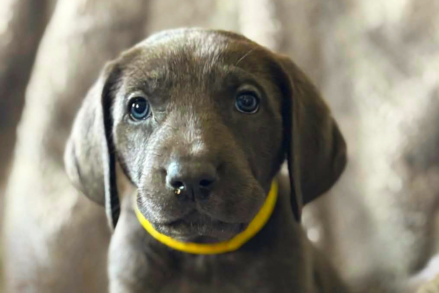 A cute black dark brown puppy with blue round eyes wearing yellow dog collar sitting on white sofa looking at camera