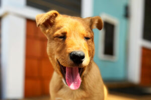 A cute light brown color puppy with white fur spot smiling and laughing at the camera taking picture of him on wooden floor and back yard door