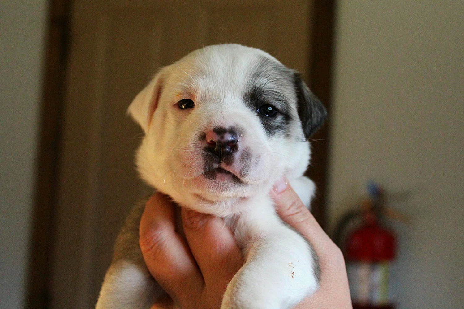 A cute little young puppy with black brown white fur round eyes and nose being held in hands by human volunteer looking at camera