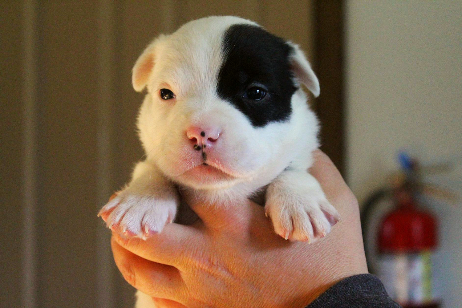 A cute little young puppy with black white and pink fur round eyes being held by human volunteer in hands looking at camera