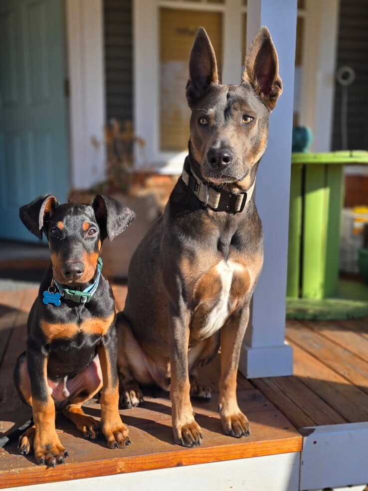 A small black and brown puppy and adult brown dog sit on a porch