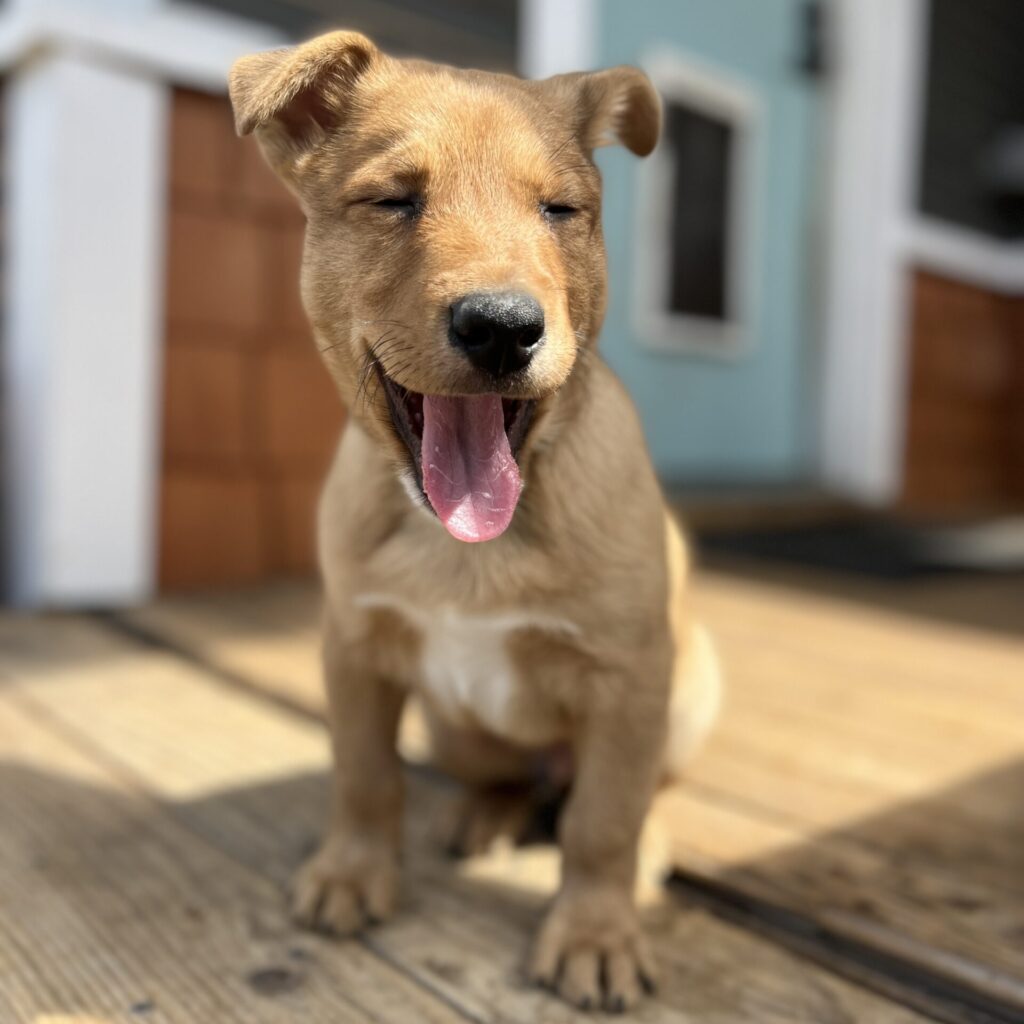 a dog sitting on a wood deck