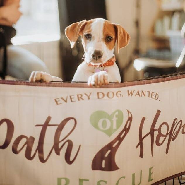 a dog looking over a sign