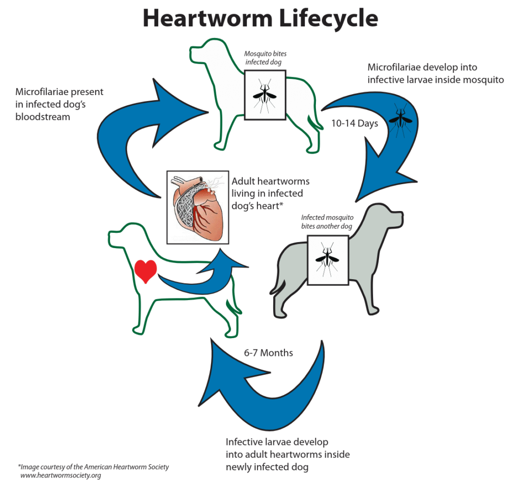 A diagram of the dog heartworm lifecycle