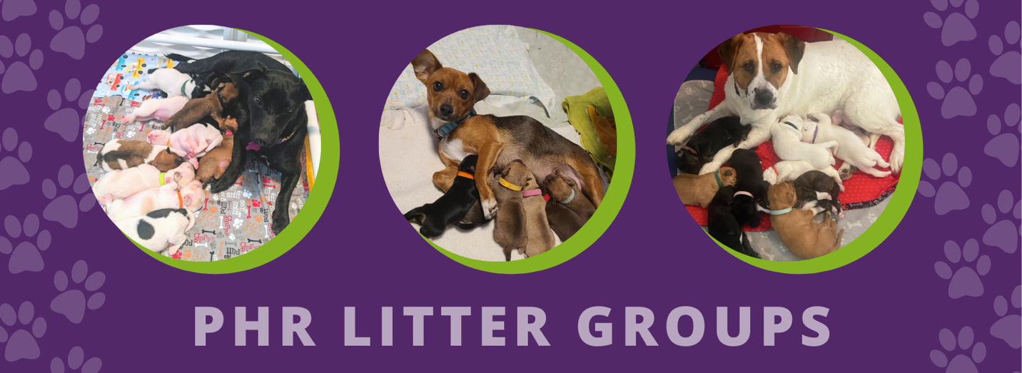 Graphic with three pictures of dogs. Text: "PHR Litter Groups"
