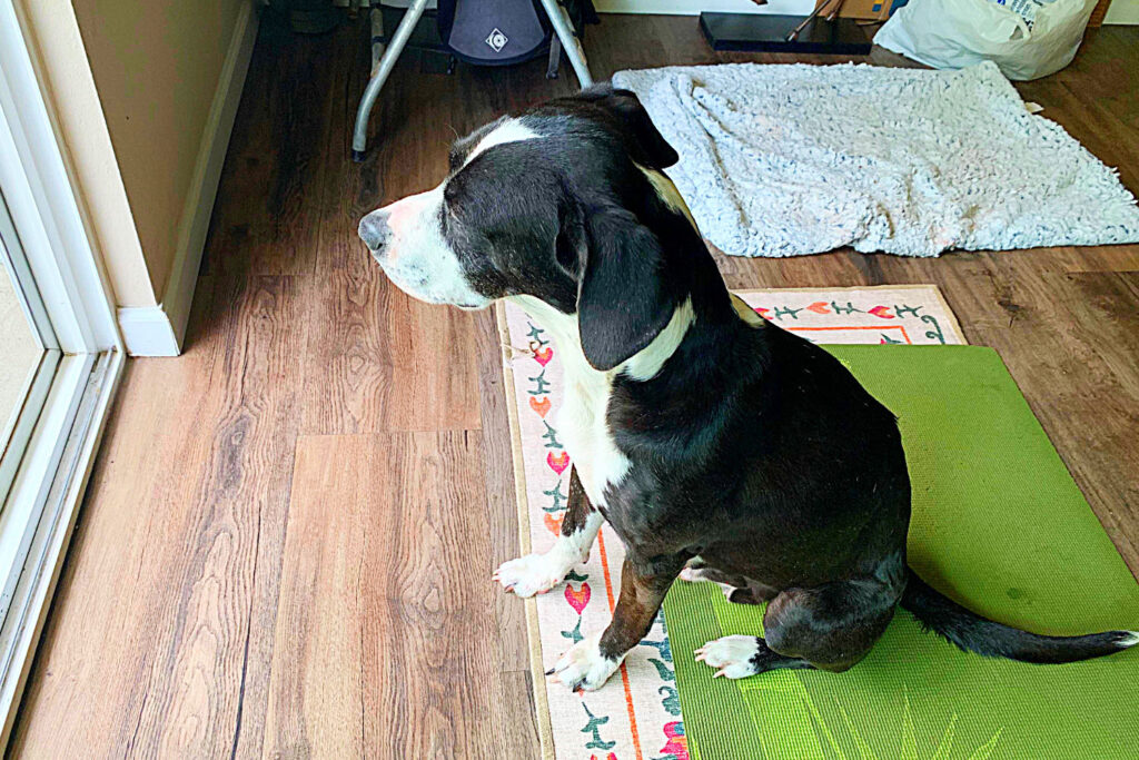 A cute dog with black and white bicolor fur sitting in front of the glass door to the balcony staring wating for his human