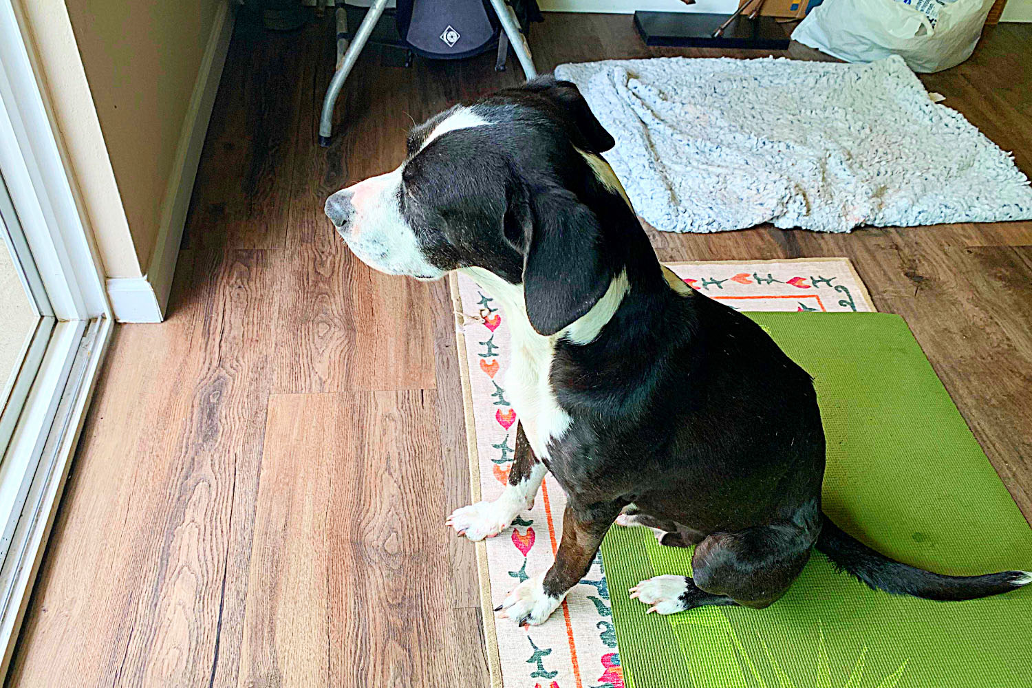 A cute dog with black and white bicolor fur sitting in front of the glass door to the balcony staring wating for his human
