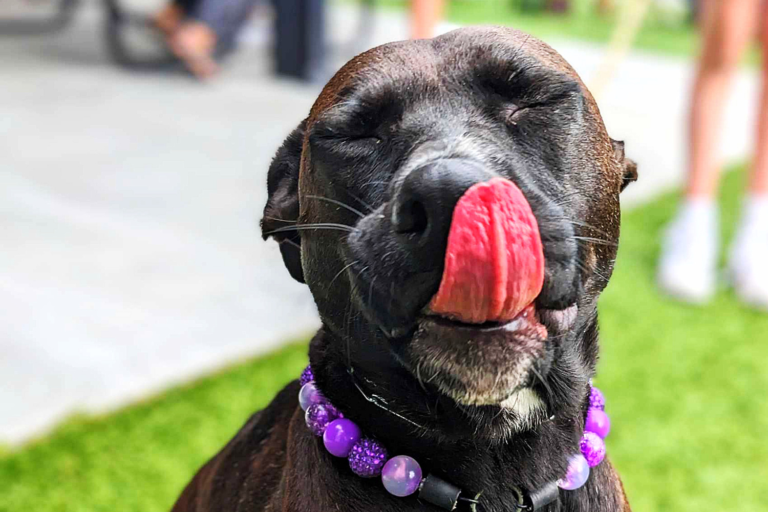 A cute little dog with black and white fur wearing purple pearl necklace for pet sitting on green pasture grass next to many human volunteer in a party