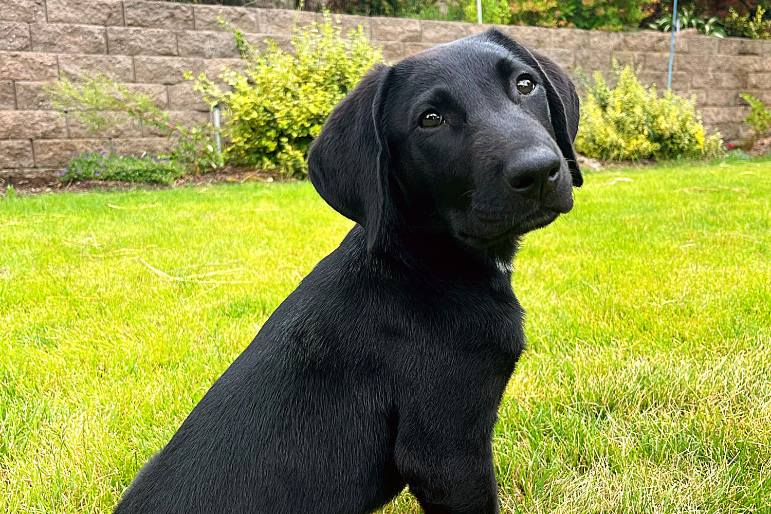 A cute little young puppy with dark black fur big round dog eyes sitting on backyard grass with rock stone fence with many colorful trees looking at camera
