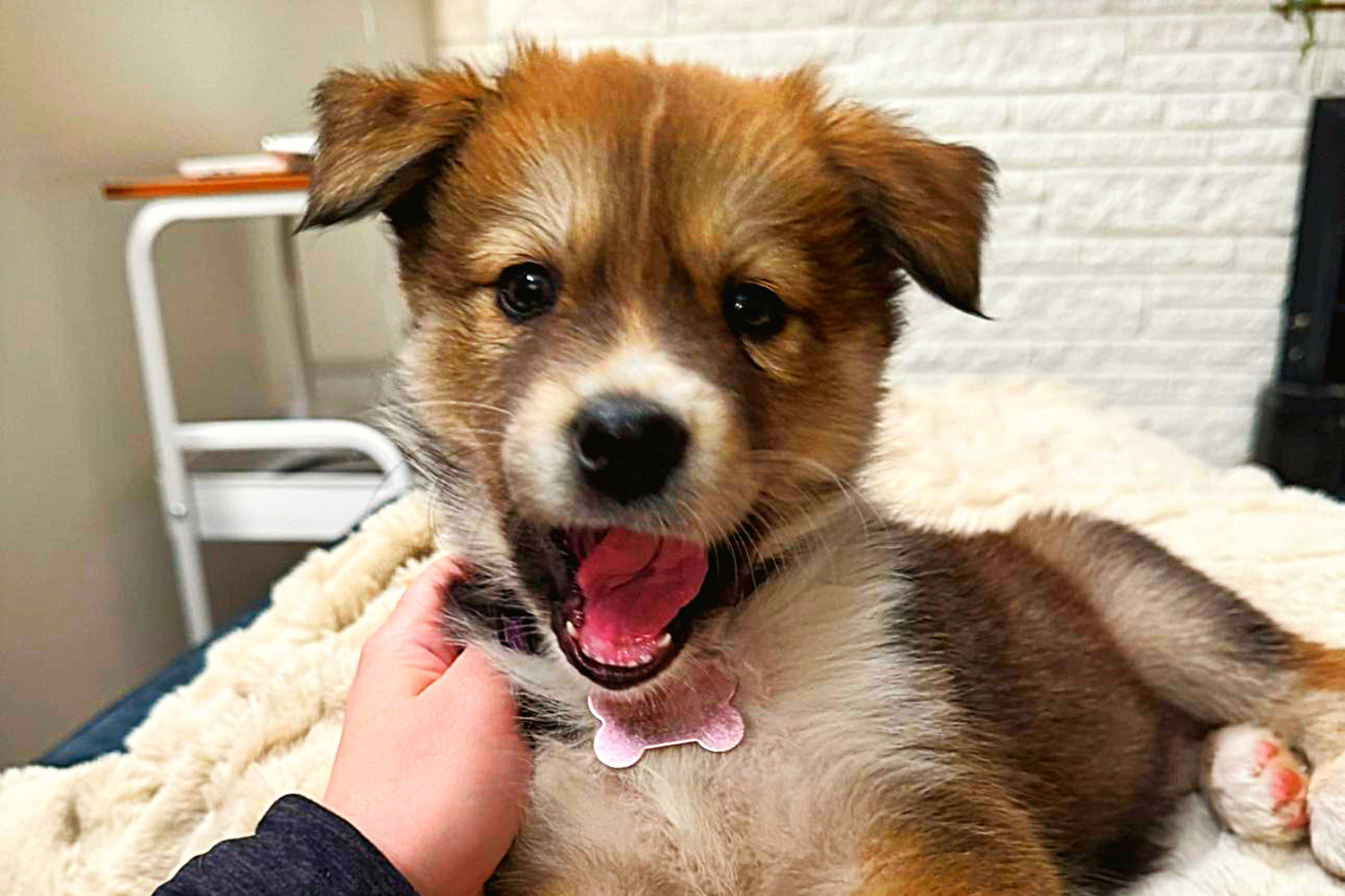 A cute young puppy dog with white orange and brown color fur wearing a pink dog collar with a smile sitting on fluffy pet blanket being petted by human