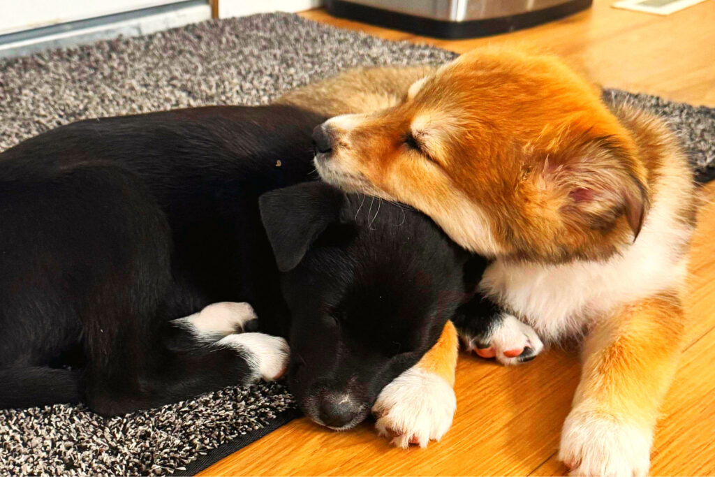 Two cute young little puppies with black white and orange light brown fur sleeping on the wooden floor and indoor carpet next to each other looking tired